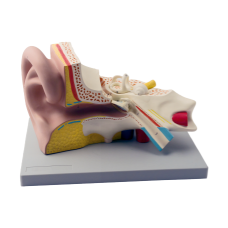 Middle Ear Model, 3x Life Size, 3parts